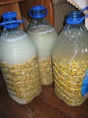 Ферментированная кукуруза с коноплей