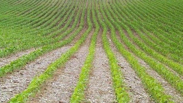 Как сахарную кукурузу вырастить на капельном поливе