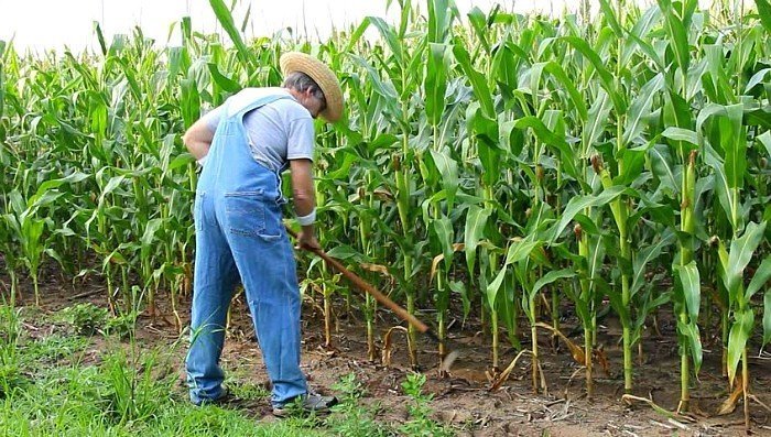Фермер на кукурузном поле