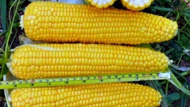 Кукуруза на даче не только в южных регионах, секреты выращивания