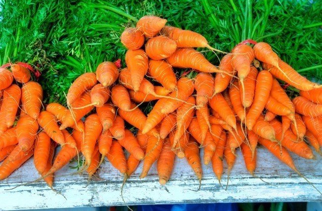 Морковь гигант росса