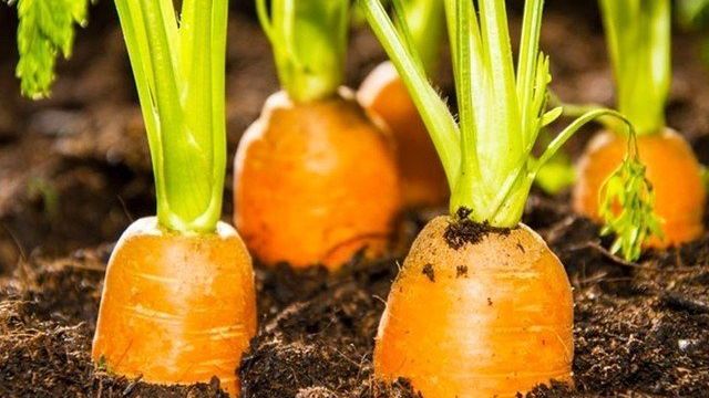 Как обработать семена моркови, чтобы посевы быстро взошли