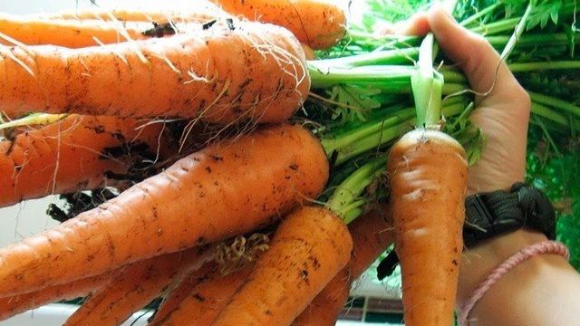 Как вырастить хорошую морковь на дачном участке