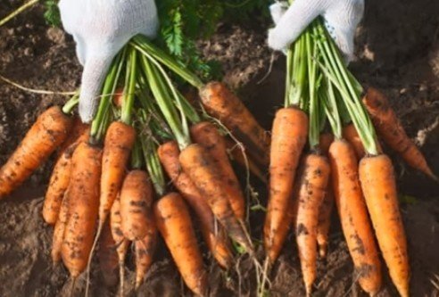 Урожай моркови в открытом грунте