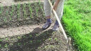 Очищение от сорняков плоскорезом фокина видео