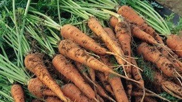 Какие заморозки выдерживает морковь осенью