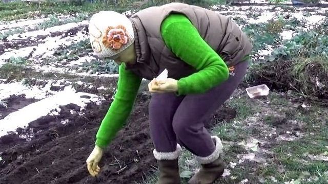 Посадка моркови под зиму, сроки посадки и сорта