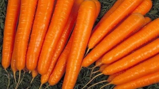 Морковь Лагуна F1: описание сорта, фото, отзывы, характеристика