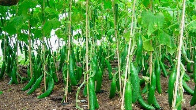 Как добиться высокого урожая огурцов в теплице