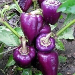 Лучшие сорта фиолетового перца и их особенности