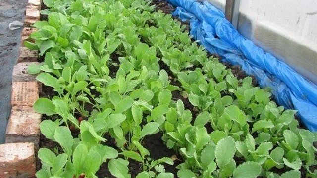 Как правильно посадить редис весной в теплице с отопления и без него