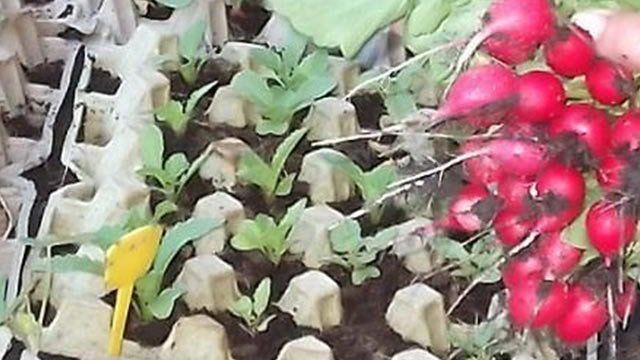Как вырастить рассаду редиса в лотке из-под яиц