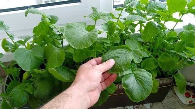 Выращивание редиса на балконе: можно ли посадить овощ дома, также в пластиковых бутылках, как пошагово это сделать, какие условия надо соблюдать и правила уходаДача эксперт