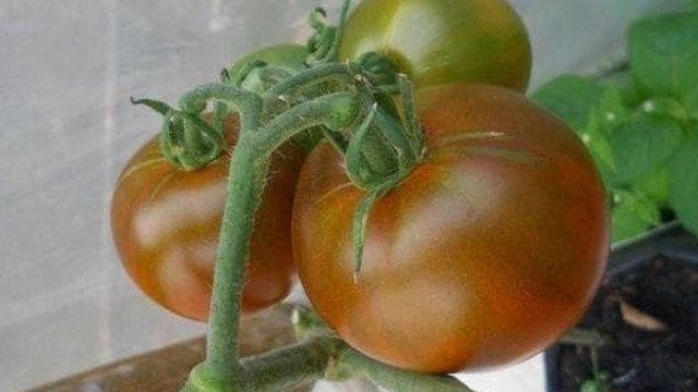 20 лучших сортов томатов, устойчивых к фитофторе