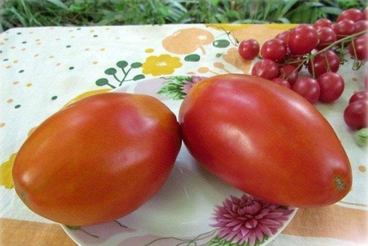 Сорт помидоров баловень судьбы