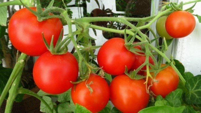 Ранние сорта томатов