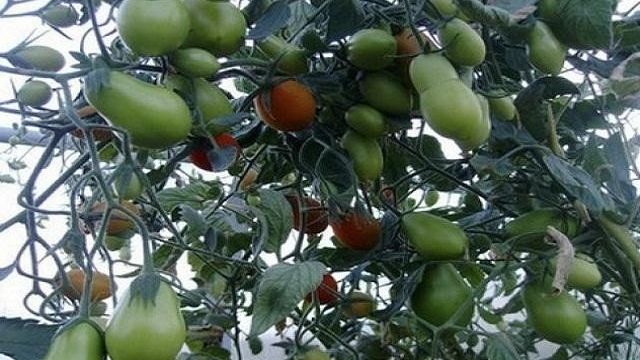 Какие бывают томаты: ключевые отличия и особенности выбора