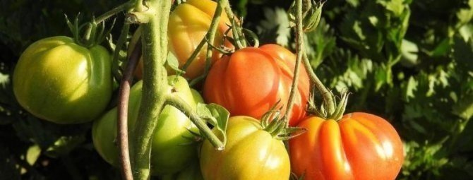 Когда и как пасынковать помидоры