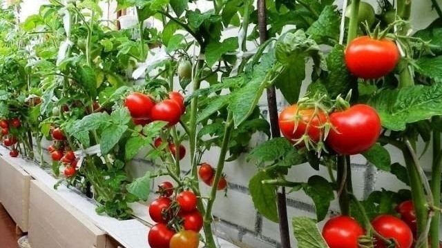 Секреты выращивания помидоров в квартире зимой