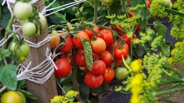 Томат Дубрава: характеристика и описание сорта, отзывы тех, кто сажал, фото, урожайность помидоров, видео