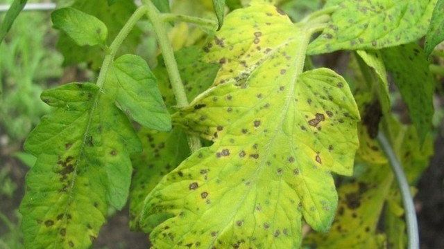 Бактериальная пятнистость листьев томата