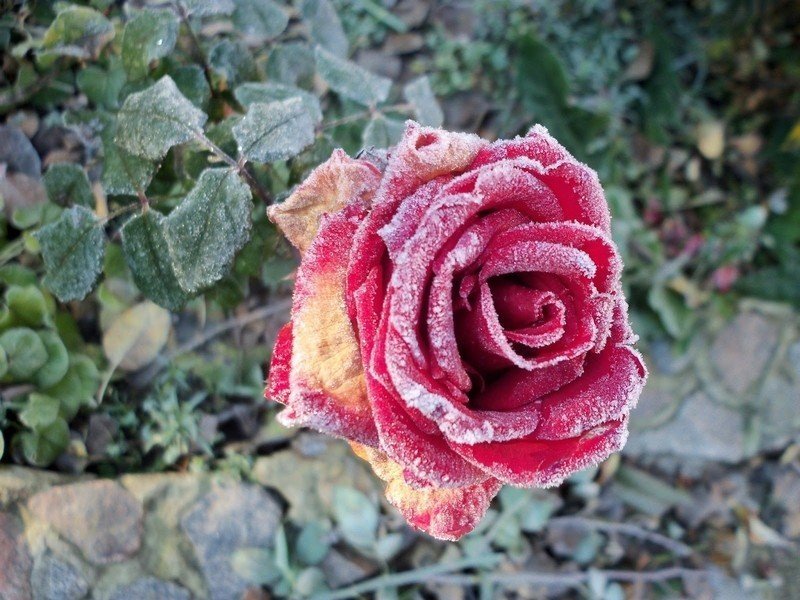 Ложная мучнистая роса на розах