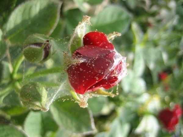 Средство от паутинного клеща на розах