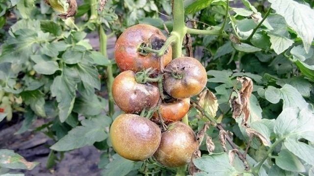 Фитофтора у томатов в теплице: почему возникает и как с ней бороться