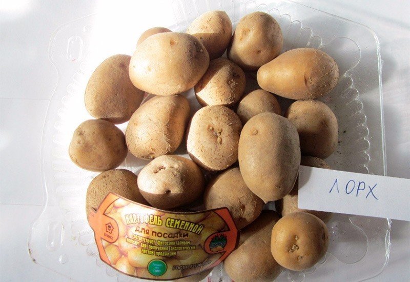Картофель сорт репанка