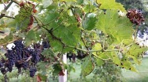 Винограда изабелла антракноз