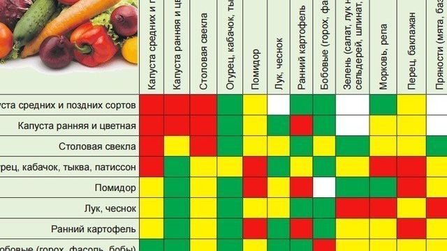 Как лечить фузариозное увядание томатов и почему оно возникает в теплице