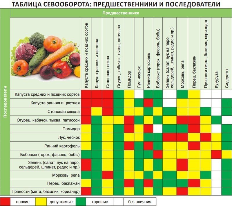 Соседство овощей на грядках таблица совместимости растений