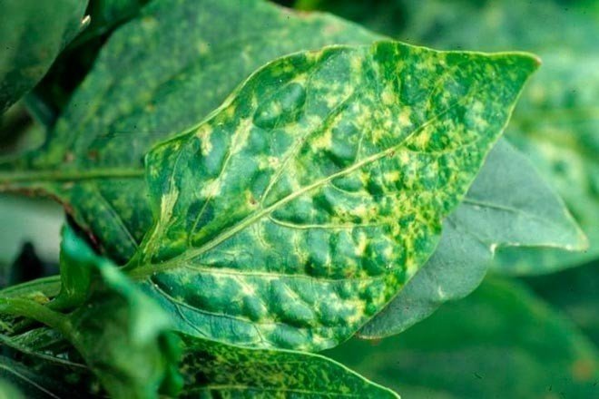 Мозаичная болезнь листьев табака