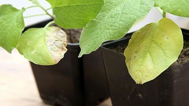 Желтеют листья у рассады баклажанов: что делать, причины, чем подкормить