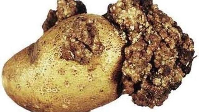 Самые распространенные болезни картофеля