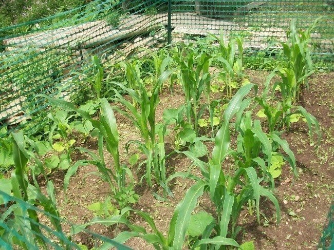 Поле молодой кукурузы