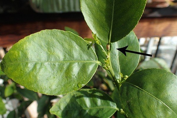 Коричневеют листья цитрусовых