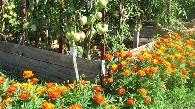 Тля на помидорах: как бороться и эффективно избавиться от вредителя
