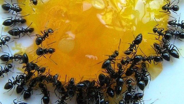 Борная кислота от муравьев в огороде и квартире