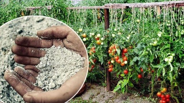 Как подкормить помидоры золой