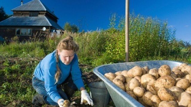 Подготовка почвы под картофель осенью: какие удобрения применять, выбор места посадки