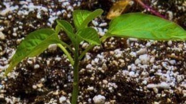 Чем подкормить рассаду перцев в домашних условиях: когда и как удобрять, химические и народные средства для хорошего роста