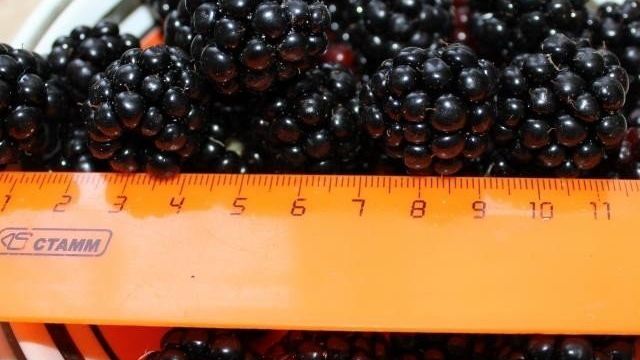Ежевика Торнфри: сорт крупной бесшипной ягоды, которую можно выращивать во многих регионах России
