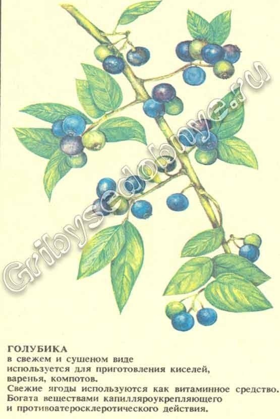 Голубика ботаническая иллюстрация