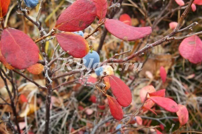 Голубика садовая осенью красные листья
