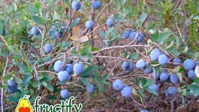 Голубика: калорийность свежих, сушеных, замороженных ягод