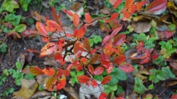 Голубика садовая осенью красные листья