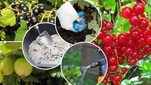 Уход за крыжовником после сбора урожая в июле: что делать, чем подкормить и обработать от болезней и вредителей