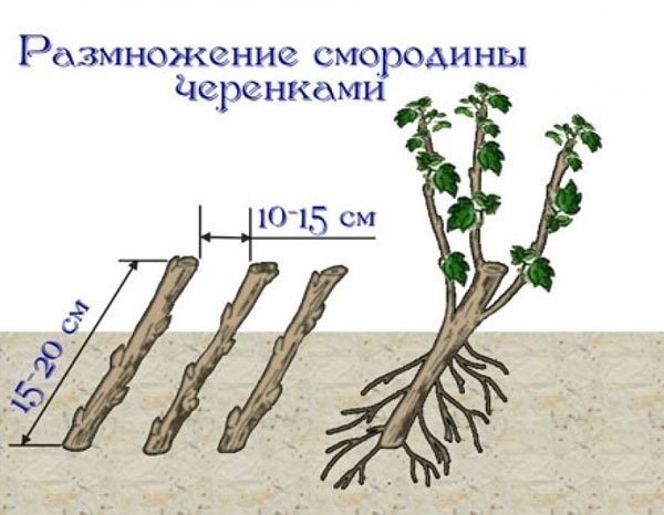 Размножение смородины стеблевыми черенками