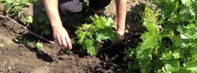 Как правильно пересаживать взрослый куст винограда